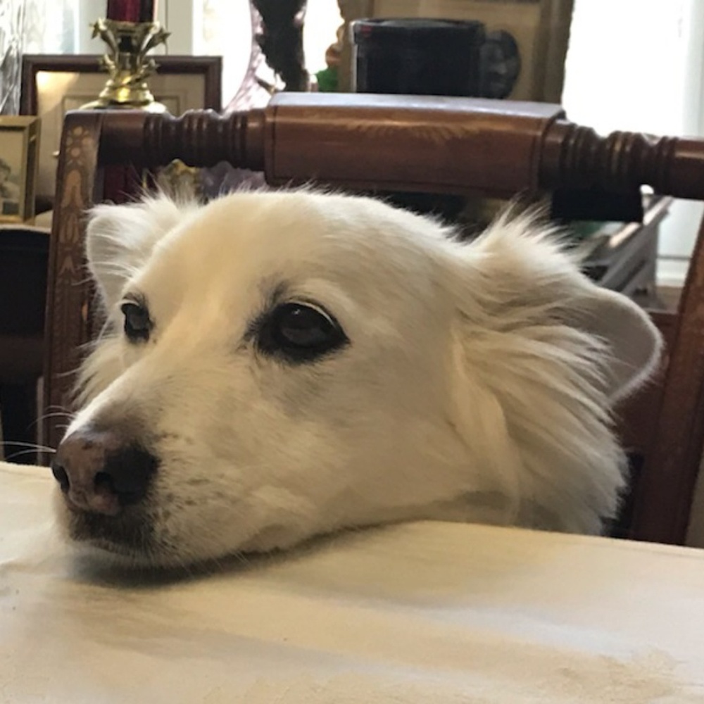 Meet your Posher, Rose Marie!